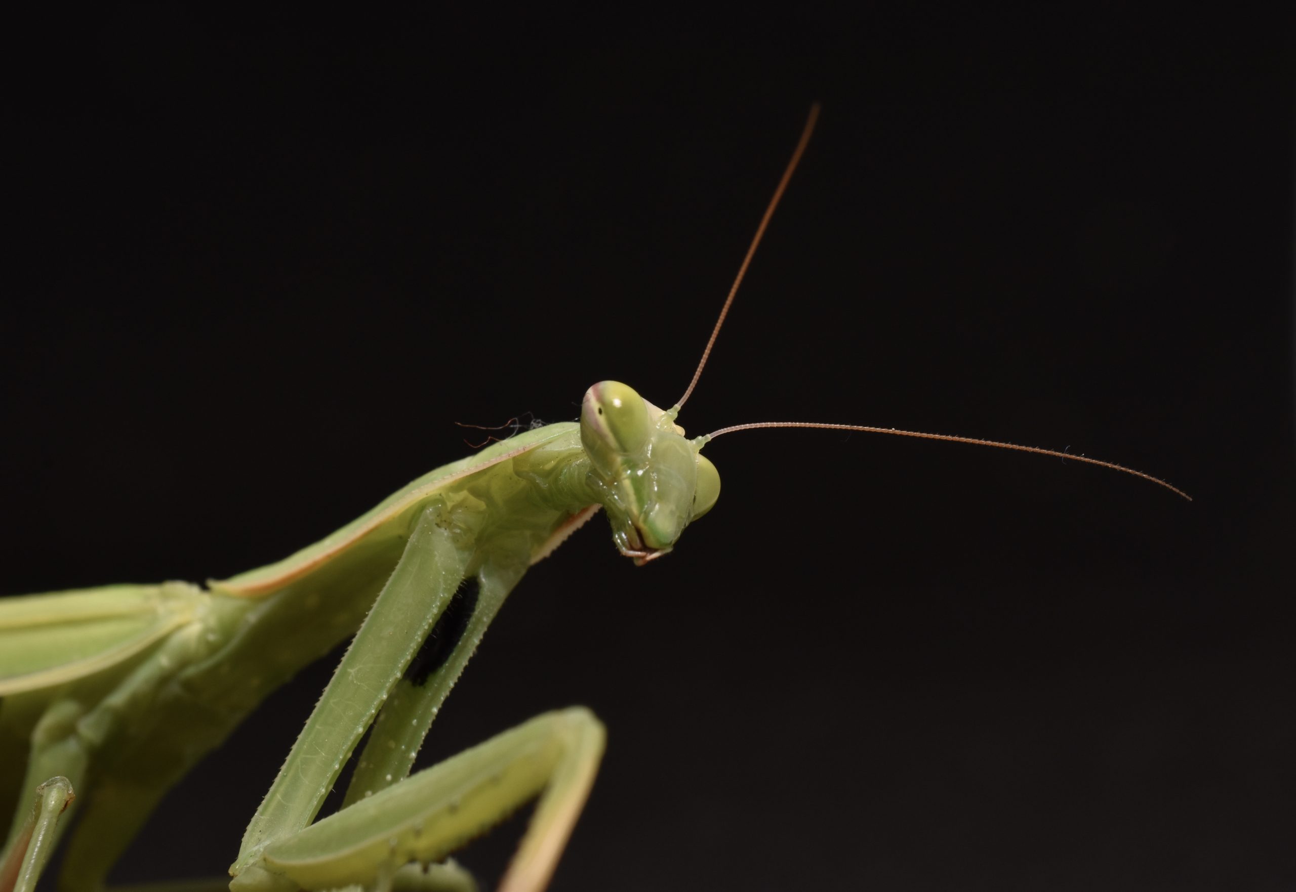 Mantis religiosa utilizada como imagen simbólica en un artículo sobre abandono de familia